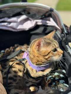 Photo №3. Spotted Treasures Bengal Kittens Available Now. Switzerland