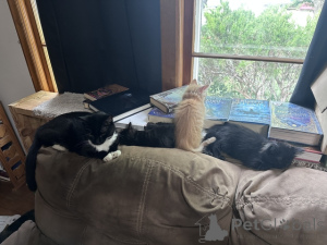 Photo №1. maine coon - for sale in the city of 9, Double Shoals | 60$ | Announcement № 148698