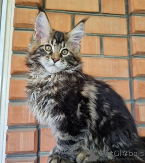 Photo №1. maine coon - for sale in the city of New York | 350$ | Announcement № 104306