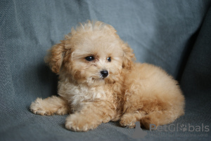 Photo №3. Nice boy maltipoo tickap. Germany