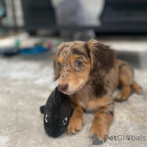 Photo №1. dachshund - for sale in the city of Wrocław | negotiated | Announcement № 163177