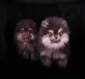 Photo №4. I will sell pomeranian in the city of St. Petersburg. breeder - price - 1128$
