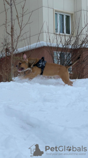 Photo №4. I will sell american bully in the city of Tyumen. breeder - price - 2000$