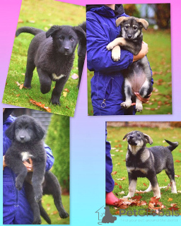 Photo №2 to announcement № 158292 for the sale of non-pedigree dogs - buy in Russian Federation private announcement