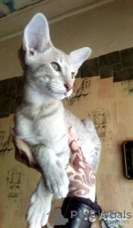 Photo №1. oriental shorthair - for sale in the city of Москва | 245$ | Announcement № 11114