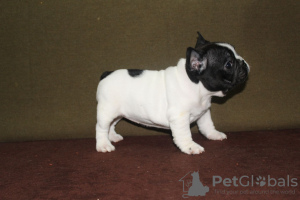 Additional photos: french bulldog puppies