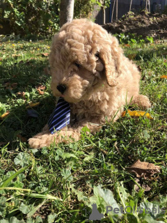 Photo №3. Apricot MEDIUM POODLE puppy. Serbia