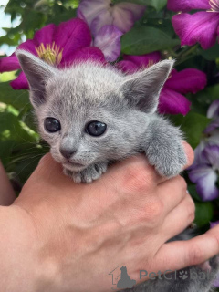 Photo №2 to announcement № 161011 for the sale of russian blue - buy in Finland private announcement, breeder