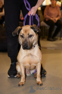 Photo №1. non-pedigree dogs - for sale in the city of St. Petersburg | Is free | Announcement № 163727