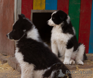 Photo №2 to announcement № 13639 for the sale of yakutian laika - buy in Russian Federation from nursery