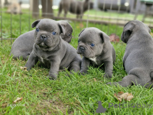Photo №1. french bulldog - for sale in the city of Minsk | 387$ | Announcement № 161853