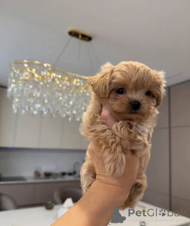 Photo №3. Maltipoo Puppies with the Perfect Mix of Cuteness & Charm. Germany