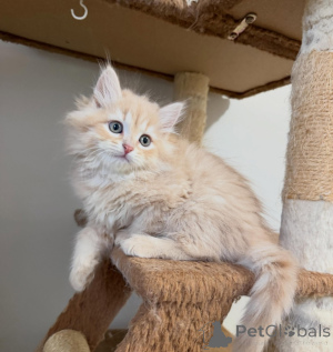 Photo №1. siberian cat - for sale in the city of Prague | negotiated | Announcement № 177880