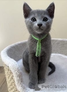 Photo №1. russian blue - for sale in the city of Redfern | 2900$ | Announcement № 176609