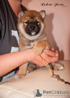 Additional photos: Shiba Inu puppy from the kennel RKF KUMIKO YOSHI