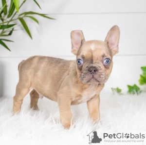 Photo №2 to announcement № 111769 for the sale of french bulldog - buy in Bulgaria 