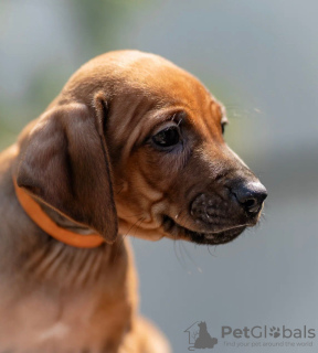 Photo №3. Rhodesian Ridgeback puppies. Russian Federation