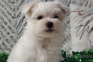 Photo №2 to announcement № 110060 for the sale of maltese dog - buy in United States private announcement