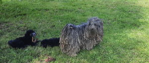 Photo №1. puli - for sale in the city of Москва | 720$ | Announcement № 7005