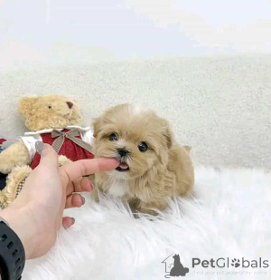 Photo №1. maltipu - for sale in the city of Helsinki | 465$ | Announcement № 161015