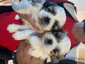 Photo №1. shih tzu - for sale in the city of Dusseldorf | Is free | Announcement № 8276
