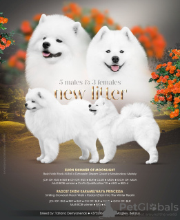 Photo №1. samoyed dog - for sale in the city of Mogilyov | negotiated | Announcement № 11776