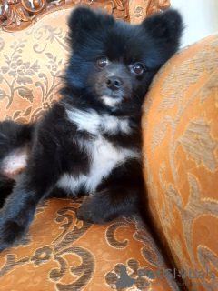 Photo №1. pomeranian - for sale in the city of Стамбул | 300$ | Announcement № 93712