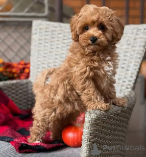 Photo №1. maltipu - for sale in the city of Bremen | negotiated | Announcement № 163592