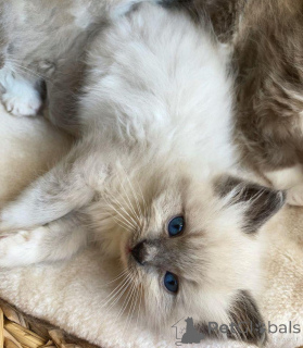 Photo №3. Male and female Ragdoll Cats for Adoption. Netherlands