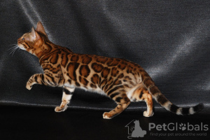 Photo №4. I will sell bengal cat in the city of Москва. breeder - price - 586$