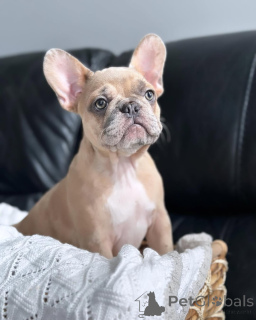 Photo №3. Adorable puppy available for adoption. Germany