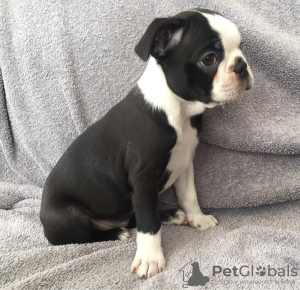 Photo №1. non-pedigree dogs - for sale in the city of Bamberg | Is free | Announcement № 117789