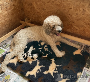 Photo №1.  - for sale in the city of LègStrup | negotiated | Announcement № 169933