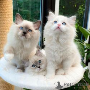 Photo №1. ragdoll - for sale in the city of Munich-Flughafen | 568$ | Announcement № 163697