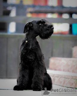 Photo №3. Giant Schnauzer puppies. Belarus