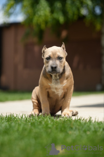 Photo №3. American Bully XL puppies. Serbia