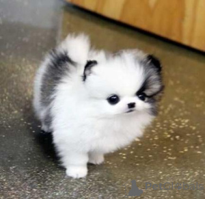 Photo №1. pomeranian - for sale in the city of Bregenz | negotiated | Announcement № 159462