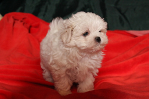 Photo №1. maltese dog - for sale in the city of Jermuk | 200$ | Announcement № 613