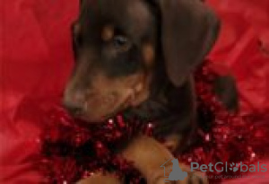 Photo №1. dobermann - for sale in the city of Berlin | Is free | Announcement № 126927