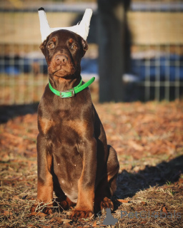 Photo №1. dobermann - for sale in the city of HelsingBorg | 847$ | Announcement № 147983