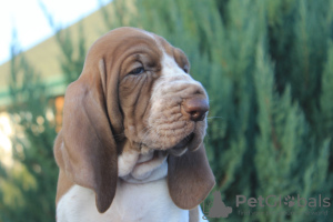 Photo №1. bracco italiano - for sale in the city of Kursk | negotiated | Announcement № 8165