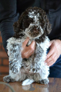 Photo №2 to announcement № 157437 for the sale of lagotto romagnolo - buy in Serbia breeder