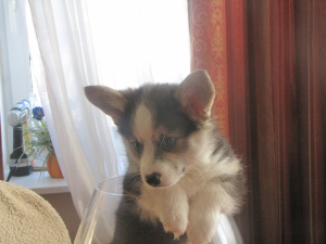 Photo №2 to announcement № 2022 for the sale of welsh corgi - buy in Belarus from nursery