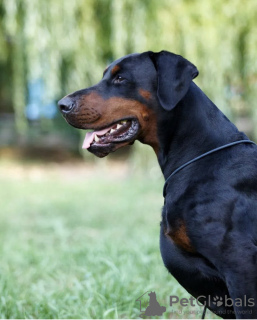 Photo №4. I will sell dobermann in the city of Khmelnitsky. from nursery - price - 1500$