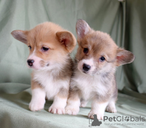 Photo №1. welsh corgi - for sale in the city of Vilnius | 1550$ | Announcement № 18791