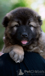 Additional photos: Caucasian Shepherd puppies