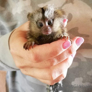 Photo №1.  - for sale in the city of Constanța | negotiated | Announcement № 161743