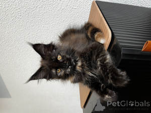 Photo №2 to announcement № 155992 for the sale of maine coon - buy in Russian Federation from nursery