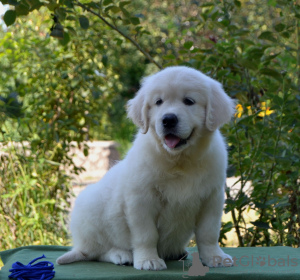 Photo №2 to announcement № 74751 for the sale of golden retriever - buy in Ukraine from nursery