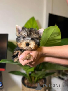 Photo №1. yorkshire terrier - for sale in the city of Luxembourg | negotiated | Announcement № 167002
